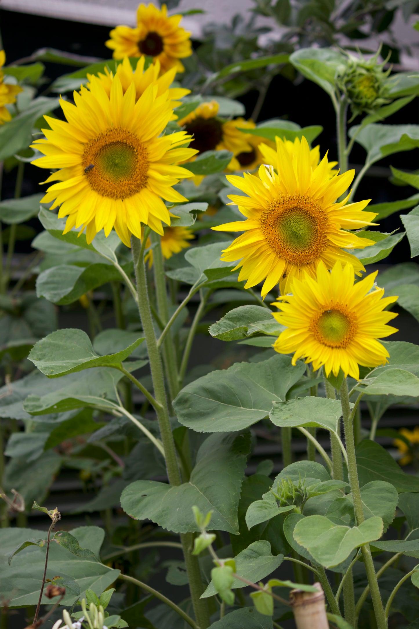 Susan's Sunflowers -- Garden Fresh Bouquet