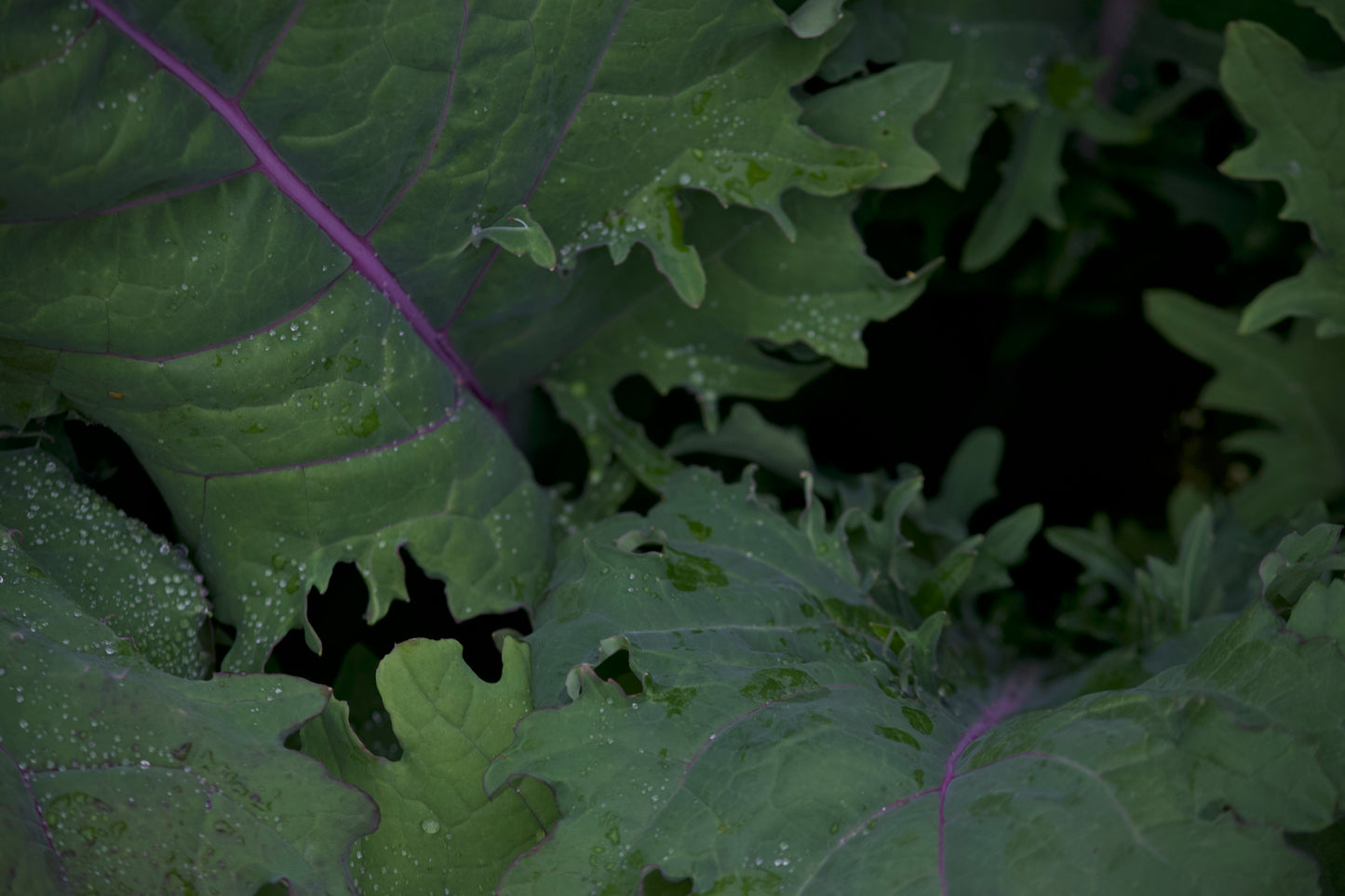 Red Russian River Kale (bunch)