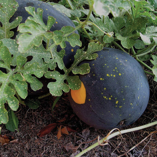 Moon+Stars Watermelon LIVE-Plant