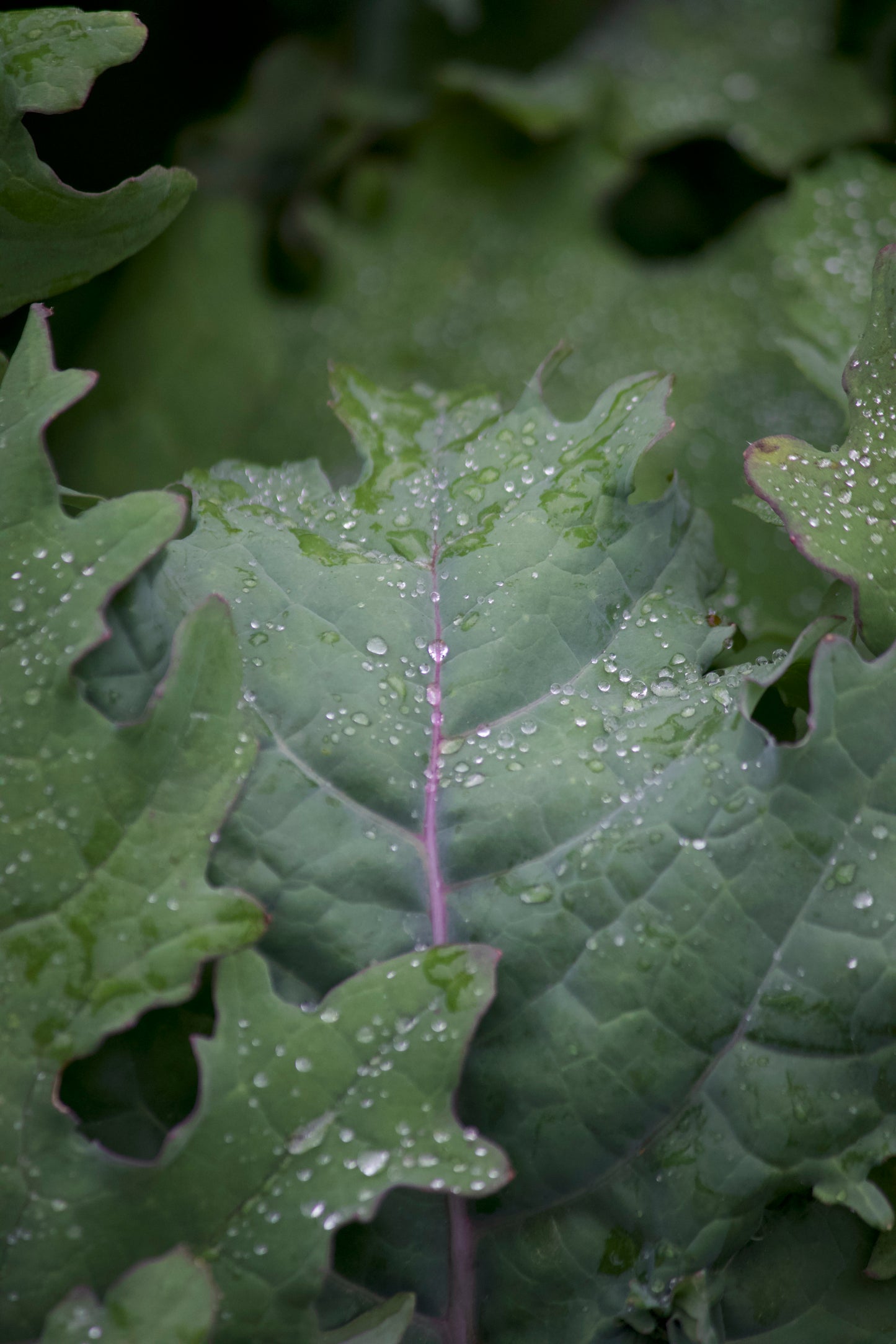 Red Russian River Kale (bunch)