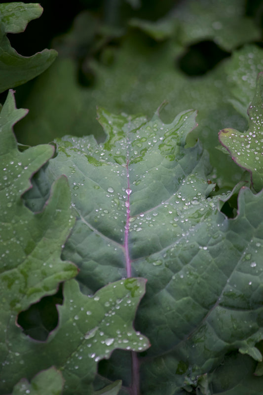 Red Russian River Kale (bunch)