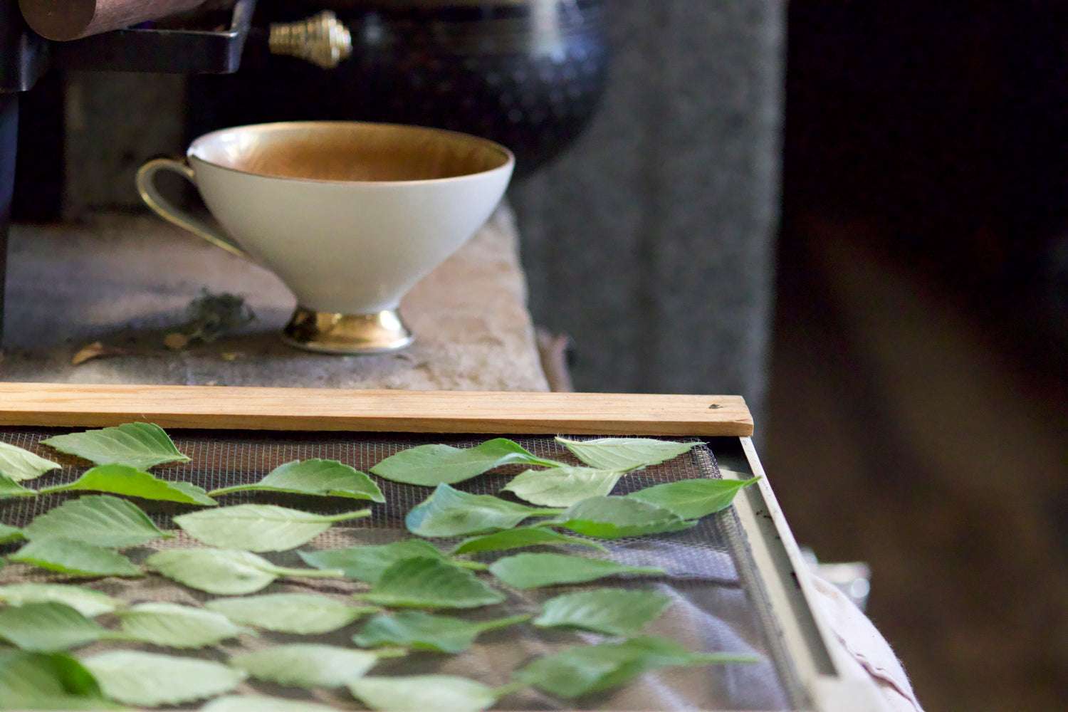 Tulsi dried leaves for tea. Tulasi, Rama, Krishna, Vishnu Indian tradition for worship and daily vitality. Ayurvedic herb.