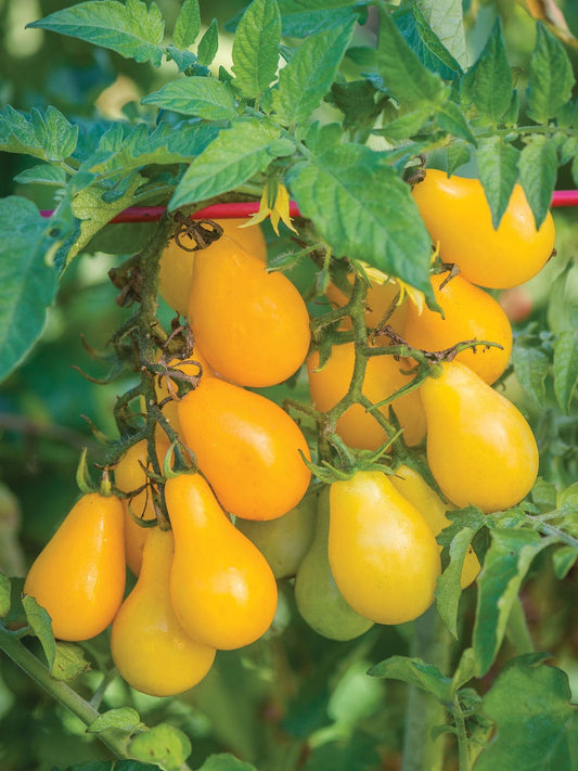 Yellow Pear Tomato Live-Plant