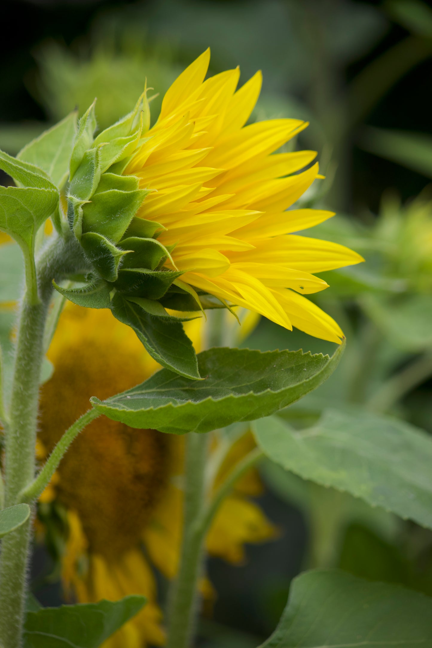 Susan's Sunflowers -- Garden Fresh Bouquet