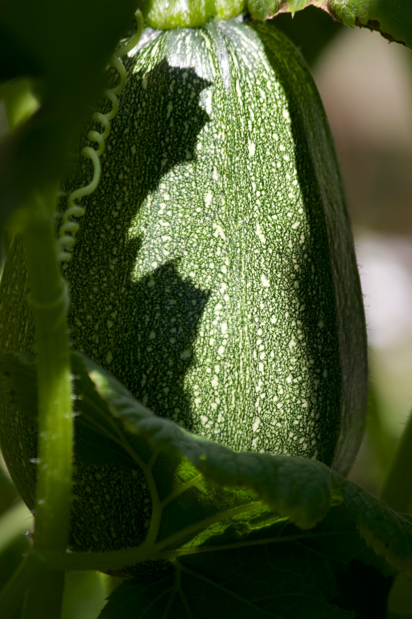 Globed Galaxy Zucchini Squash