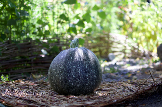 Globed Galaxy Zucchini Squash