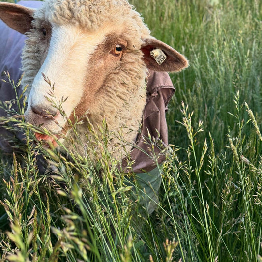 Sheep Grazing / Immersive Experience