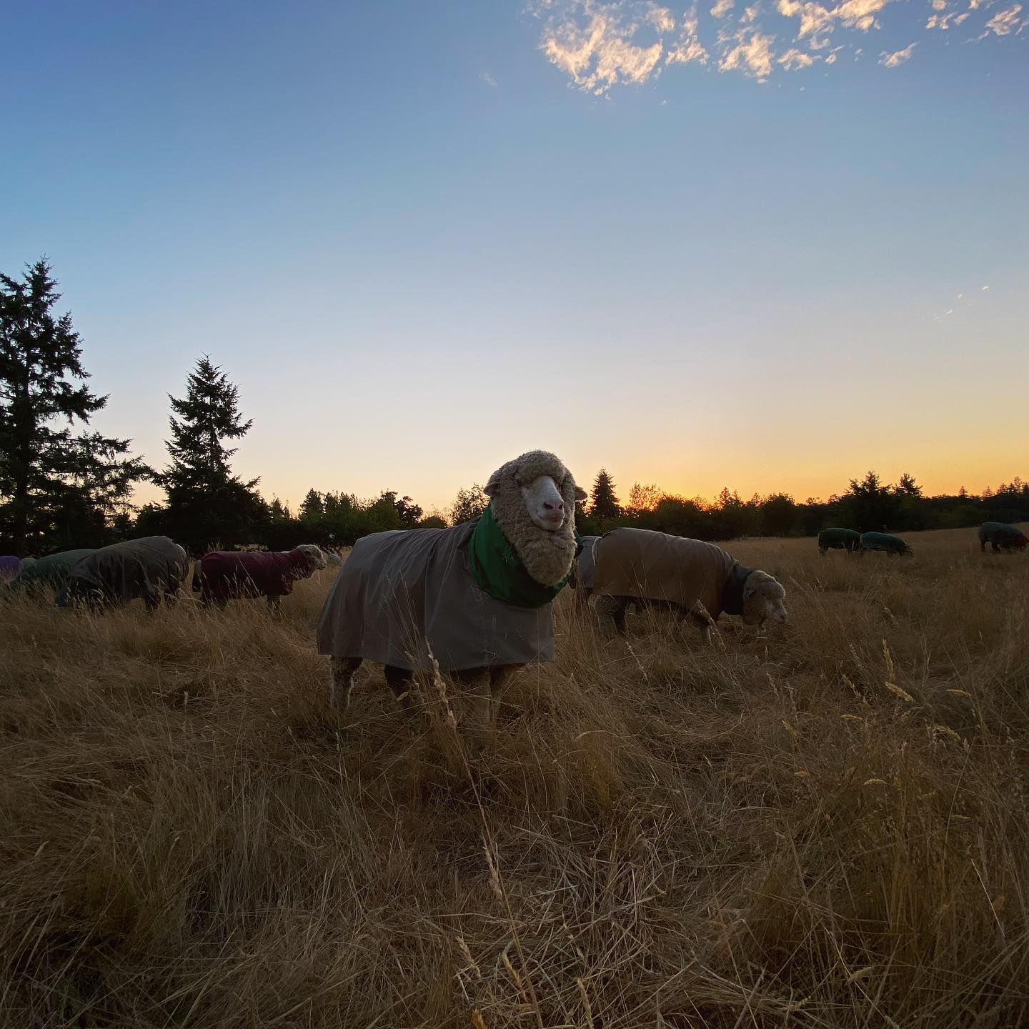 Sheep Grazing / Immersive Experience