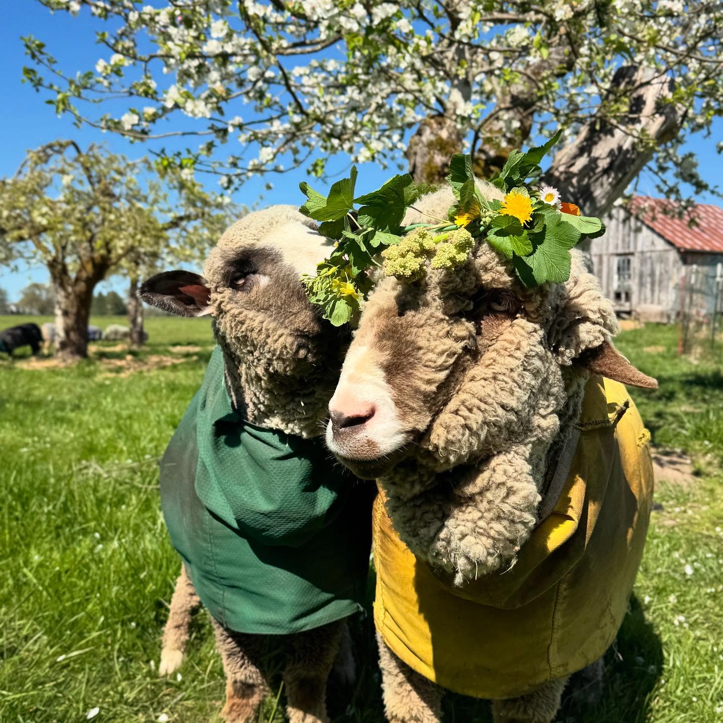 Sheep Grazing / Immersive Experience