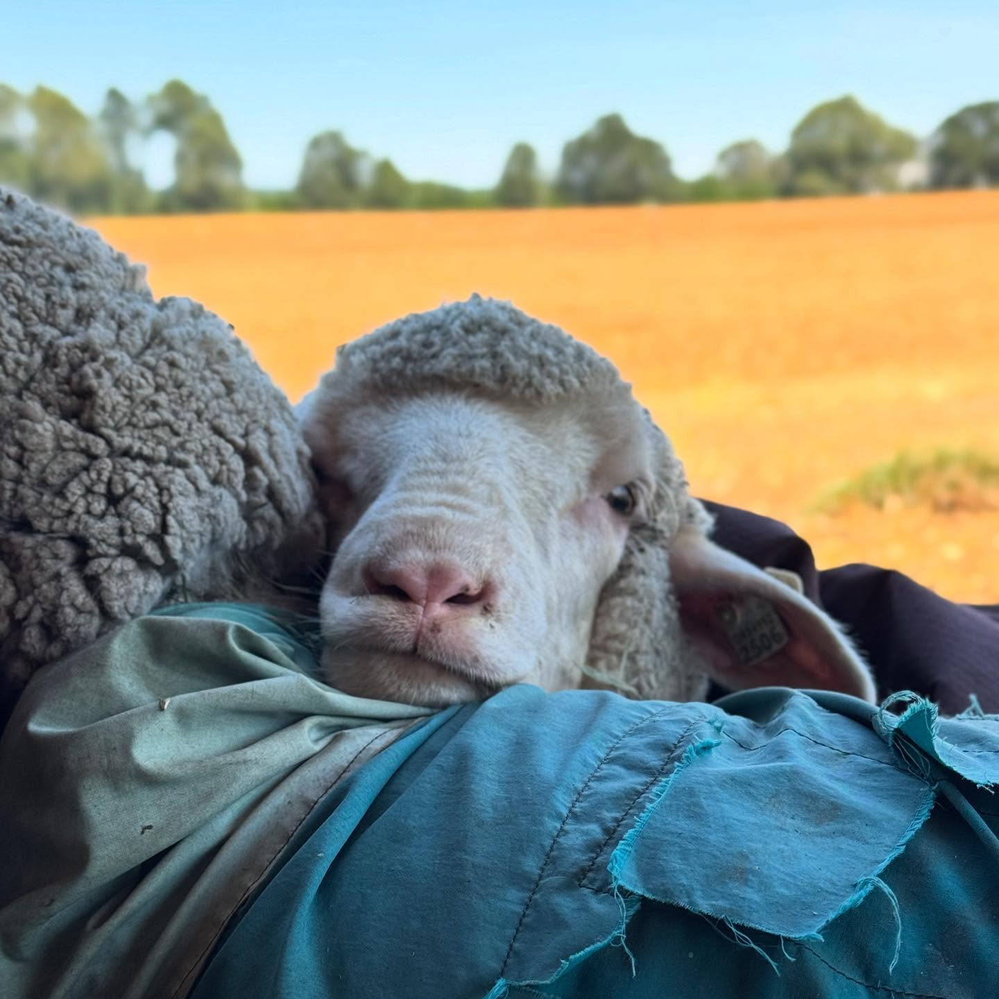 Sheep Grazing / Immersive Experience