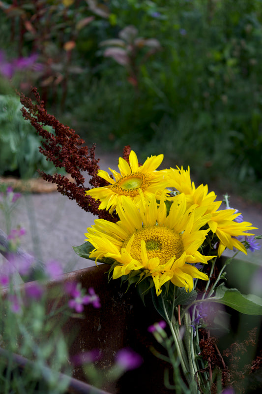 Susan's Sunflowers -- Garden Fresh Bouquet