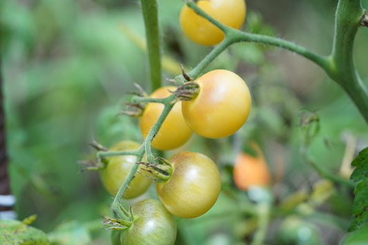 Napa Chardonnay Blush Tomato Live-Plant