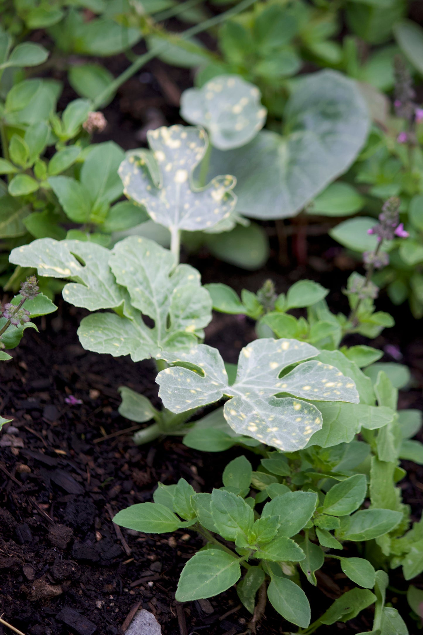 Moon+Stars Watermelon LIVE-Plant